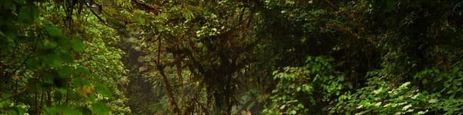 jungle